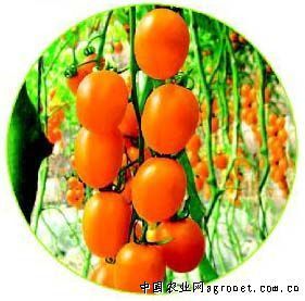 供应金币—番茄种子
