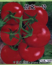 供应倍克1号-番茄种子