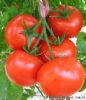 供应凯蒂（大红番茄）—番茄种子