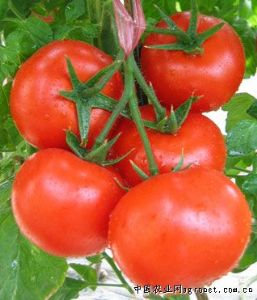 供应凯蒂（大红番茄）—番茄种子
