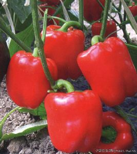 供应芬迪（红甜椒）—甜椒种子