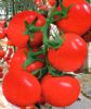 供应富农878—番茄种子