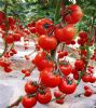 供应汉兰达-9399—番茄种子