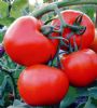 供应普琳特FA-7007—番茄种子