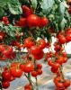 供应尼德兰-9366—番茄种子
