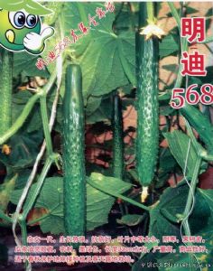 供应明迪568—黄瓜种子