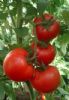供应尼德兰高--抗TY病毒番茄种子