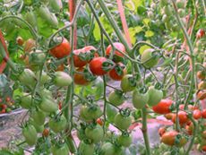 供应万红 F1—番茄种子
