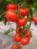 供应福特－番茄种子
