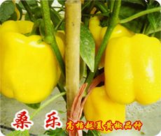 供应桑乐—甜椒种子
