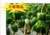 供应维多利亚—甜椒种子