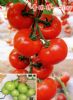 供应普琳特-7007—番茄种子