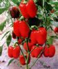 供应红丽—甜椒种子
