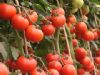 供应以色列168大番茄种子—番茄种子