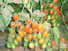供应千红 F1(串收)—番茄种子
