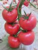 供应佳利A9—番茄种子