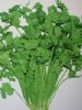 供应耐抽薹香菜(绿亭牌)—香菜种子