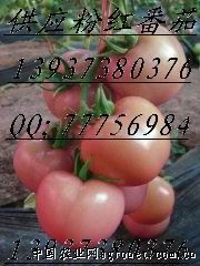 供应粉红西红柿
