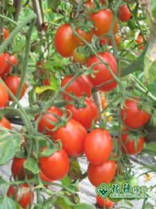 供应红运12号－番茄种子