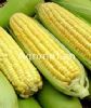 供应八珍2013—黄色 超甜玉米