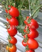 供应红运1号—番茄种子