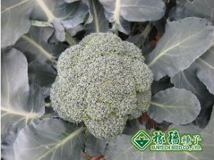 供应绿新2号—青花菜种子
