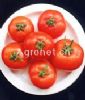 供应406大西红柿—番茄种子