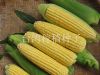 供应美粒甜SC2026—菜用玉米种子