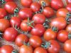 供应红运13号—番茄种子