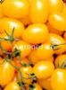 供应凰利——黄色小西红柿