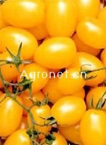 供应凰利——黄色小西红柿