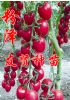 供应粉盈—抗TY病毒粉色圆形小番茄种子