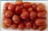 供应礼品套菜—番茄