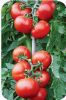 供应红艳—番茄种子