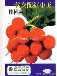 供应红小玉—萝卜种子