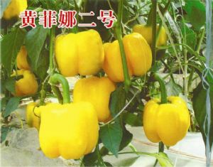 供应黄菲娜二号—甜椒种子