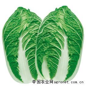 供应九龙越夏—白菜种子