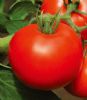 供应以色列硬果（代表品种以硬红A、以硬红B）—番茄种子