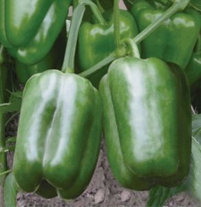 供应绿维纳——甜椒种子