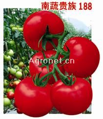 供应南蔬贵族188番茄——番茄种子