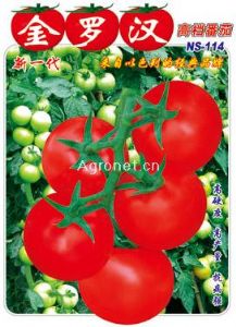 金罗汉114番茄——番茄种子