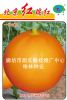 供应北京红瑞红-甜瓜种子