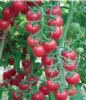 供应粉色精灵F1—番茄种子
