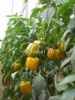 供应莱斯利(绿转黄)—甜椒种子