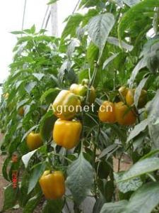 供应莱斯利(绿转黄)—甜椒种子