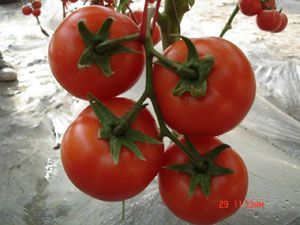 供应DRW7503—番茄种子