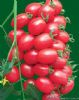 供应仙桃—番茄种子