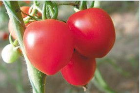 供应新桃粉果—樱桃番茄种子