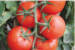 供应EH906粉果—番茄种子