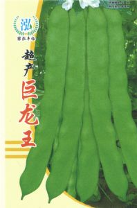 供应超产巨龙王—菜豆种子